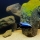 Copadichromis trewavasae - Henry de Jong