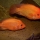 Amphilophus labiatus - Jan Fioole