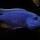 Sciaenochromis fryeri - Kevin Campbell