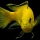 Labidochromis caeruleus - John de Lange