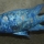 Placidochromis phenochilus tanzania - Morgan Malvezzi