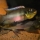 Benitochromis riomuniensis - René Krüter