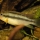 Limbochromis robertsi - René Krüter