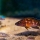 Neolamprologus buescheri - Sergey Anikshteyn