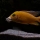 "Fire Fish Yellow" - Stefaan Pyckavet