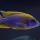 Aulonocara jacobfreibergi - Stefaan Pyckavet