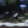 Het aquarium zoals het er per 15-11 bijstaat, met enkele nieuwe stenen (de onbealgde exemplaren). De belichting op de foto komt blauwer over dan het in het werkelijkheid is.