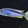 Buccochromis spectabilis man (wildvang)