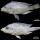 Fig. Above. Haplochromis labiatus, holotype, ♀ 104.3 mm SL. BMNH 1933.2.23.403.  Fig. Down . Haplochromis lobatus sp. nov., holotype, ♀ 104.6 mm SL. MRAC 2017.06.P.0063.