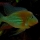 Acarichthys heckelii Foto: Marc Meijers