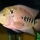 Aquariumstam