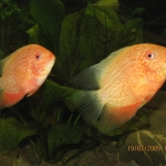 Cichlide: Heros severum 'Gold' Fotograaf: Albert Eisinga