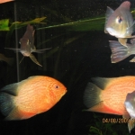 Cichlide: Heros severum 'Gold' Fotograaf: Albert Eisinga