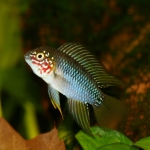 Cichlide: Apitogramma borelli Fotograaf: Erik Bakker