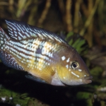 Cichlide: Gymnogeophagus meridionalis Fotograaf: Ernst van Genne