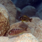 Cichlide: Tropheus brichardi 'Kigoma' Fotograaf: Evert van Ammelrooy