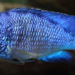 Cichlide: Placidochromis phenochilus 'Mdoka White Lips' Fotograaf: Franklin Willemstein