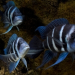 Cichlide: Cyphotilapia gibberosa 'Blue Zaire' Fotograaf: John de Lange