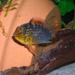 Apistogramma sp. 'Vielvleck Rio Xingu' Fotograaf: Mark Klootwijk