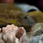 Cichlide: 'Lamprologus' callipterus Fotograaf: Mark Ros