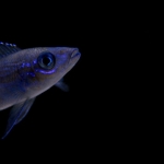 Cichlide: Paracyprichromis brieni 'Yellow Cheek' Fotograaf: Martijn Bravenboer