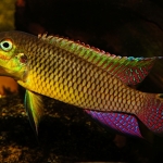 Cichlide: Pelvicachromis taeniatus 'Muyuka Kumba' Fotograaf: Michel Keijman