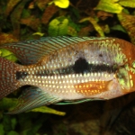 Cichlide: Geophagus sp. 'Rio Sao Francisco' Fotograaf: Sjaak den Daas