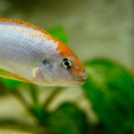 Cichlide: Labidochromis hongi 'Red Top' Fotograaf: Stephane Steppe