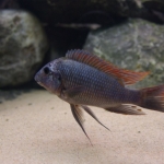 Cichlide: Petrochromis sp. Longola Red Fotograaf: Tjeerd Nijboer