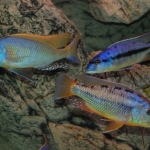 Cichlide: Buccochromis rhoadesii, Taeniochromis holotaenia, Tyrannochromis maculiceps Fotograaf: Wietze Bron