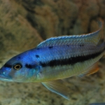 Cichlide: Taeniochromis holotaenia Fotograaf: Wietze Bron