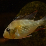 Acarichthys heckelii - Gert Blank