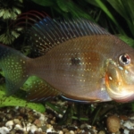  Acarichthys heckelii Fotograaf: Ernst van Genne