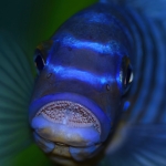 Metriaclima fainzilberi "Makonde" - Jan Fioole