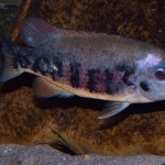 Tomocichla tuba "Rio Sarapiqui" Costa Rica - Jan Fioole