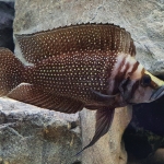 Altolamprologus Calvus - Patrick Heeremans 