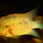 Amphilophus istlanus "Rio Armeira" jonge man  - Michael Pilack