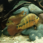 Amphilophus lyonsi koppel is een nest plekje aan het zoeken - Jan Thosiast