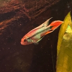 Apistogramma agassizi kweekvorm "Blue Flame" man - Mike van der Most