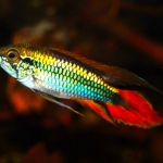 Apistogramma agassizii kleurvorm - Hans Kiers