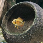 Apistogramma macmasteri vrouw - Alfred Bosch