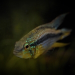 Apistogramma sp. Egenni - Hans Kiers