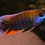 Aulonocara jacobfreibergi Otter Point- Johan Groffen