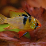 Mikrogeophagus ramirezi Fotograaf: Bart Laurens