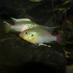 Benitochromis finley kobe river - Tjeerd Nijboer