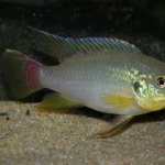 Benitochromis finley kobe rivier - Tjeerd Nijboer