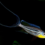 Benthochromis horii - Michael Pilack