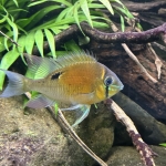 Biotodoma cupido - Jan Schoenmakers