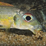 Callochromis melanostigma  Fotograaf: Gerard Wijnsma