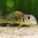 Callochromis melanostigma  Fotograaf: Gerard Wijnsma